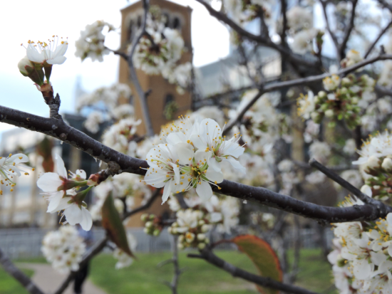 Austin blossoms