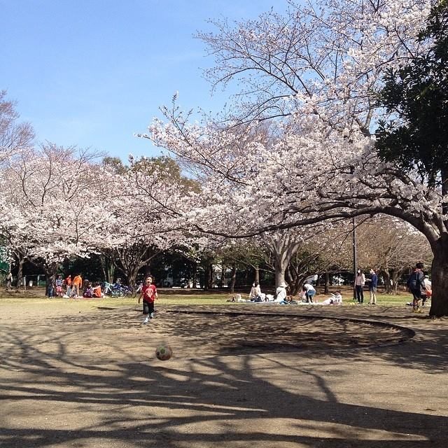 Cherry blossom picnic under sakura trees